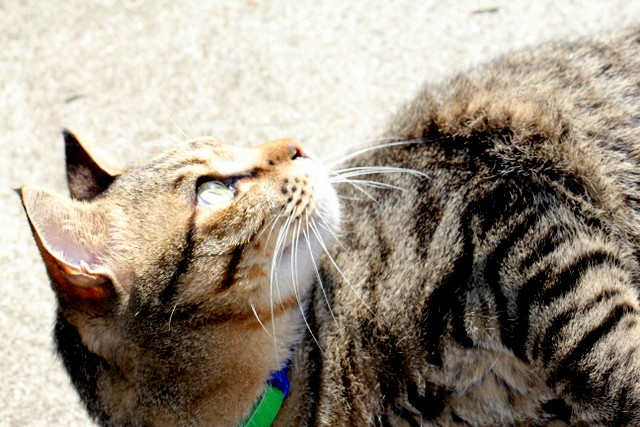 f:id:mimozaai:20180218195824j:plain