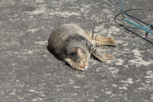 f:id:mimozaai:20180218200219j:plain