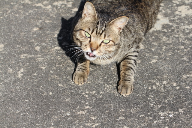 f:id:mimozaai:20180218200245j:plain