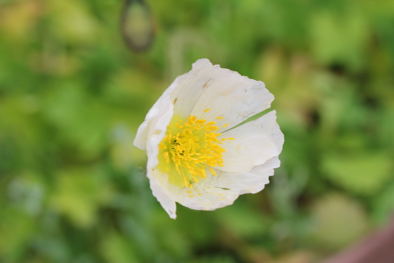 f:id:mimozaai:20180426223543j:plain