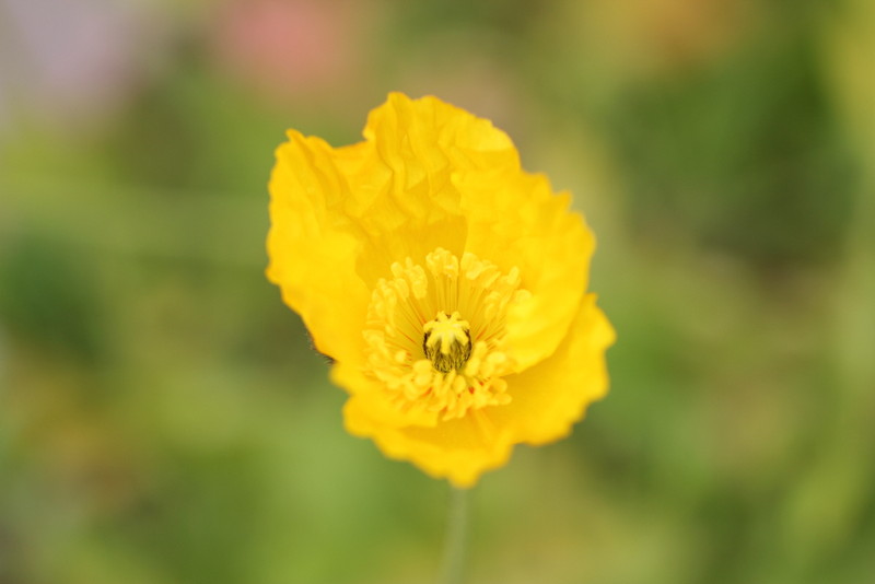 f:id:mimozaai:20180427201821j:plain