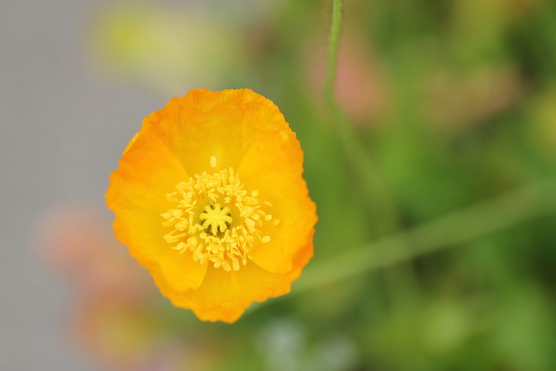 f:id:mimozaai:20180427201839j:plain