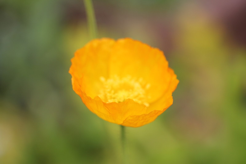 f:id:mimozaai:20180427201856j:plain