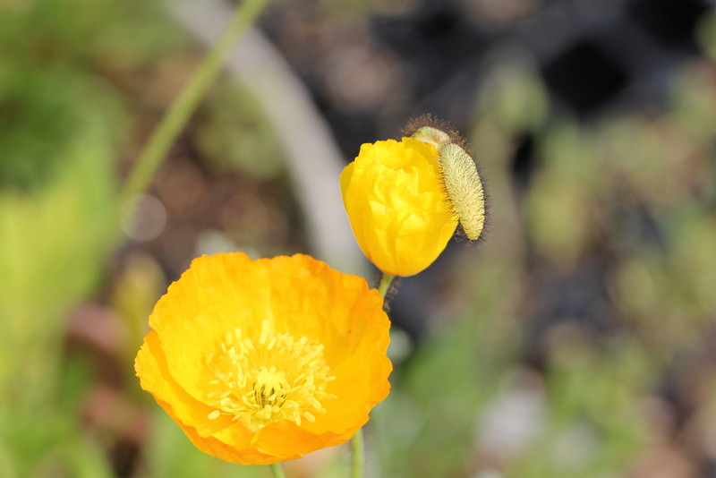 f:id:mimozaai:20180427201924j:plain