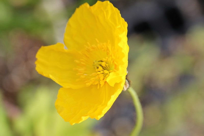 f:id:mimozaai:20180427201938j:plain