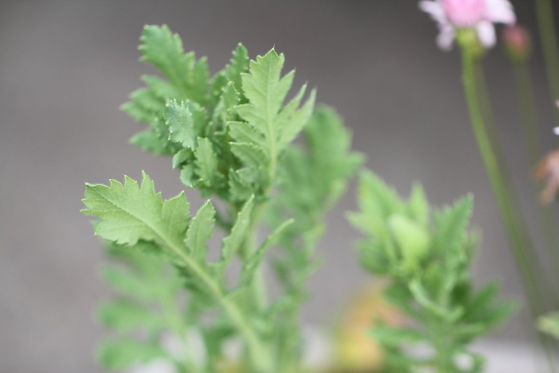 f:id:mimozaai:20180427202009j:plain