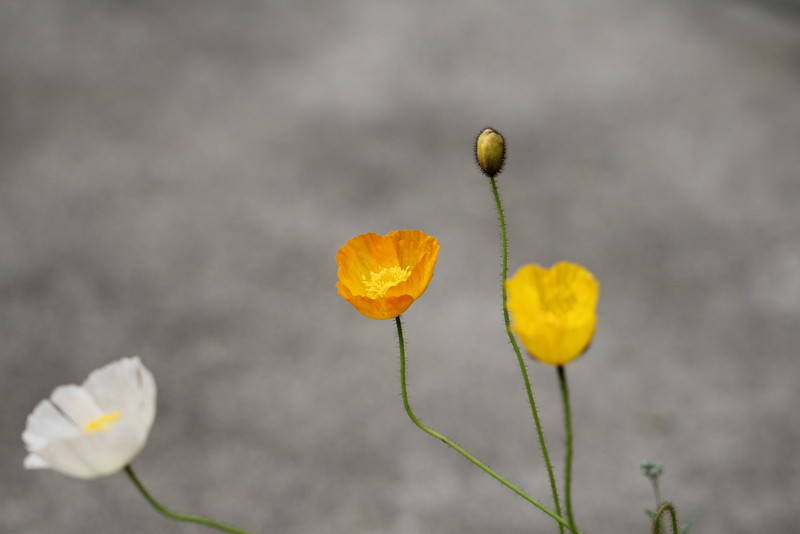 f:id:mimozaai:20180427202047j:plain