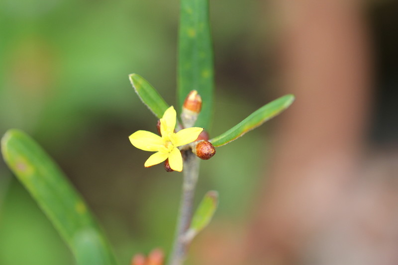 f:id:mimozaai:20180427202122j:plain