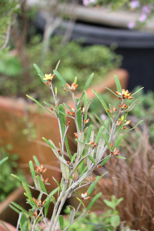 f:id:mimozaai:20180427202140j:plain