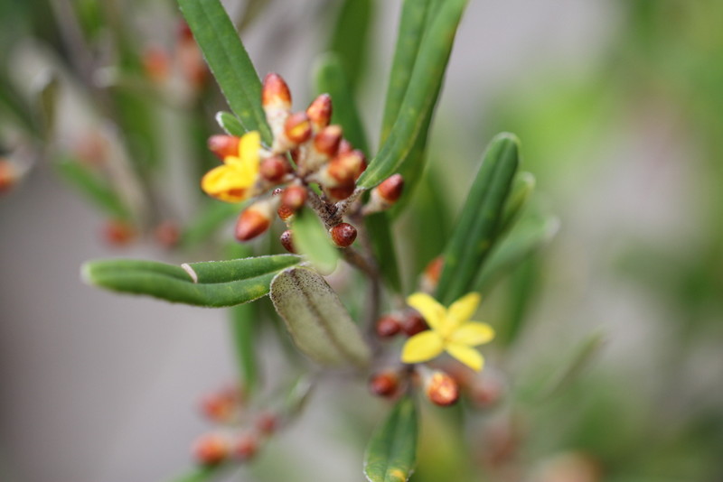 f:id:mimozaai:20180427202204j:plain