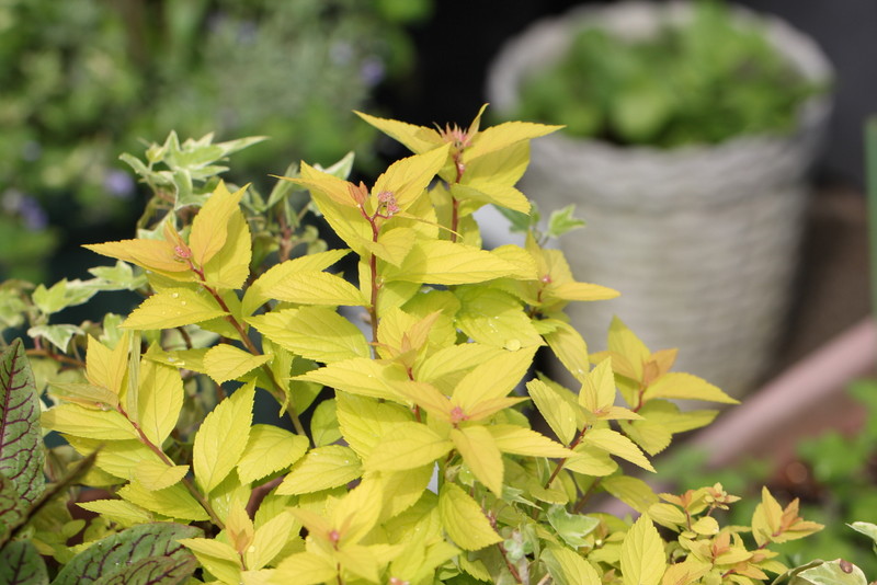 f:id:mimozaai:20180427202255j:plain