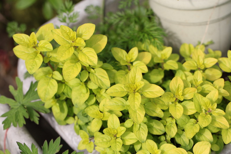 f:id:mimozaai:20180427202316j:plain