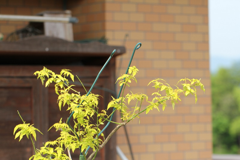 f:id:mimozaai:20180427202342j:plain