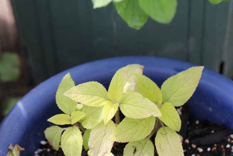 f:id:mimozaai:20180427202405j:plain