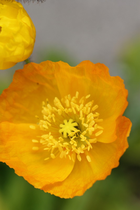 f:id:mimozaai:20180427202544j:plain