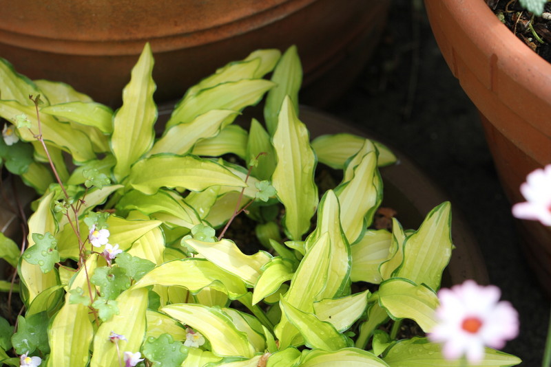 f:id:mimozaai:20180427204406j:plain