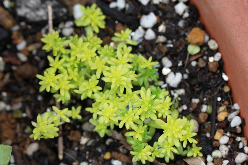 f:id:mimozaai:20180427204424j:plain