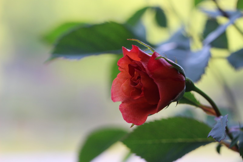 f:id:mimozaai:20180501181157j:plain