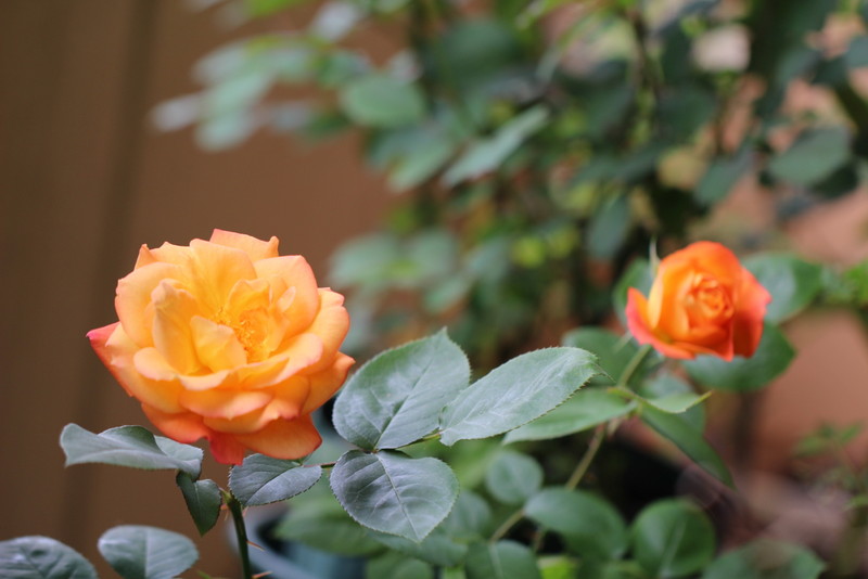 f:id:mimozaai:20180501181709j:plain