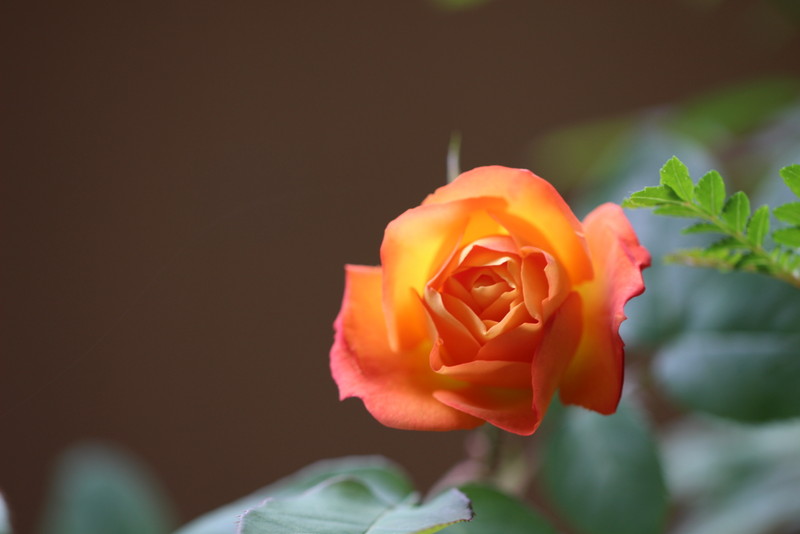 f:id:mimozaai:20180501181729j:plain