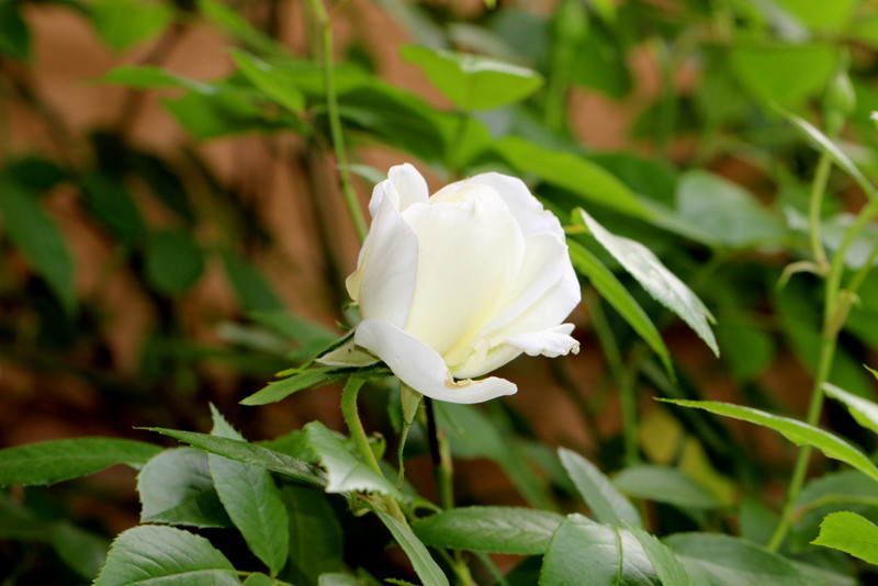 f:id:mimozaai:20180501181818j:plain