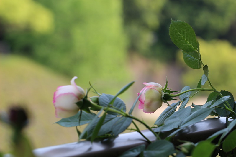 f:id:mimozaai:20180501181839j:plain