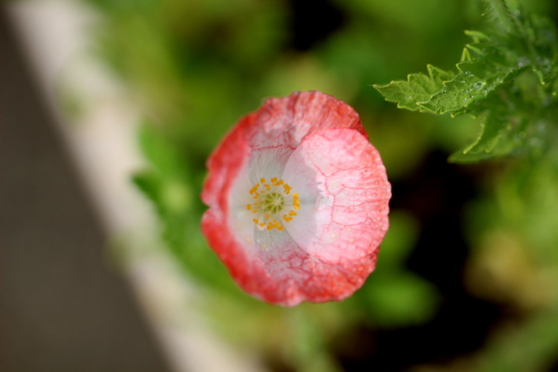 f:id:mimozaai:20180501181902j:plain