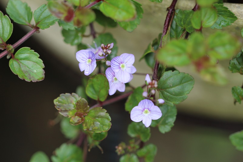 f:id:mimozaai:20180501181939j:plain