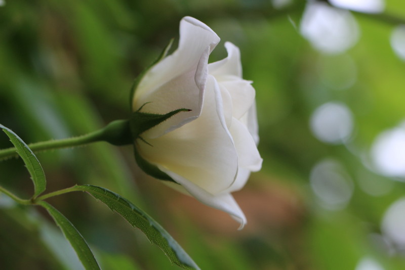 f:id:mimozaai:20180501182035j:plain