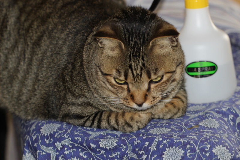 f:id:mimozaai:20180501190910j:plain