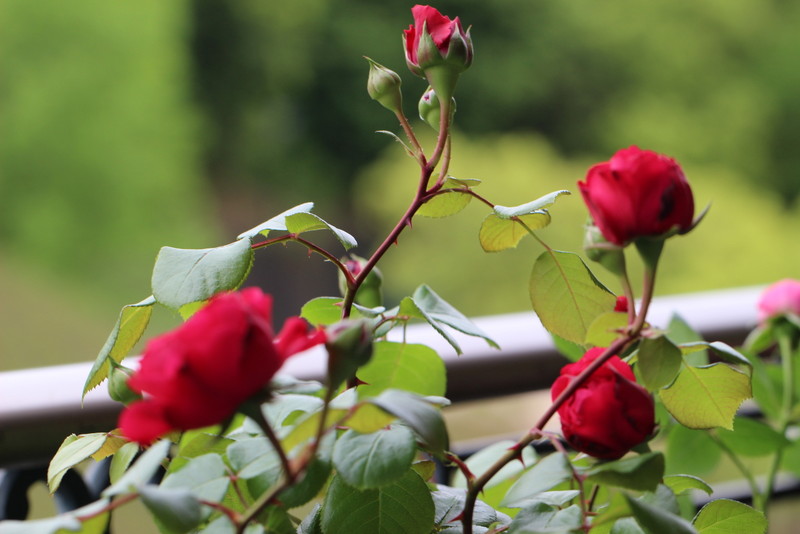 f:id:mimozaai:20180508153858j:plain