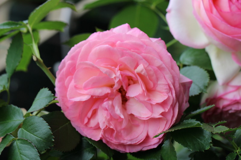 f:id:mimozaai:20180508153928j:plain