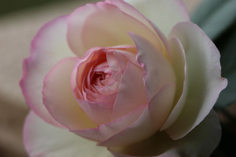 f:id:mimozaai:20180508153950j:plain