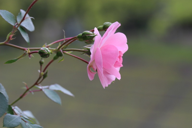 f:id:mimozaai:20180508154051j:plain