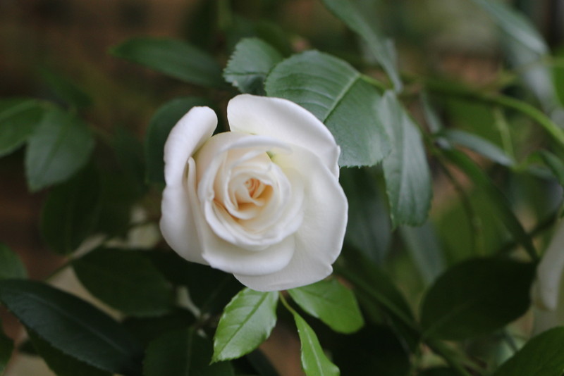 f:id:mimozaai:20180508154116j:plain