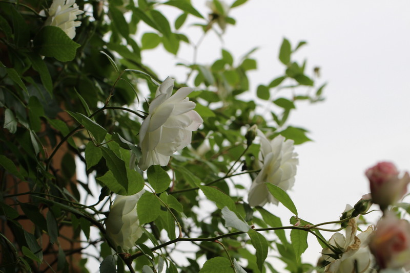 f:id:mimozaai:20180508154134j:plain