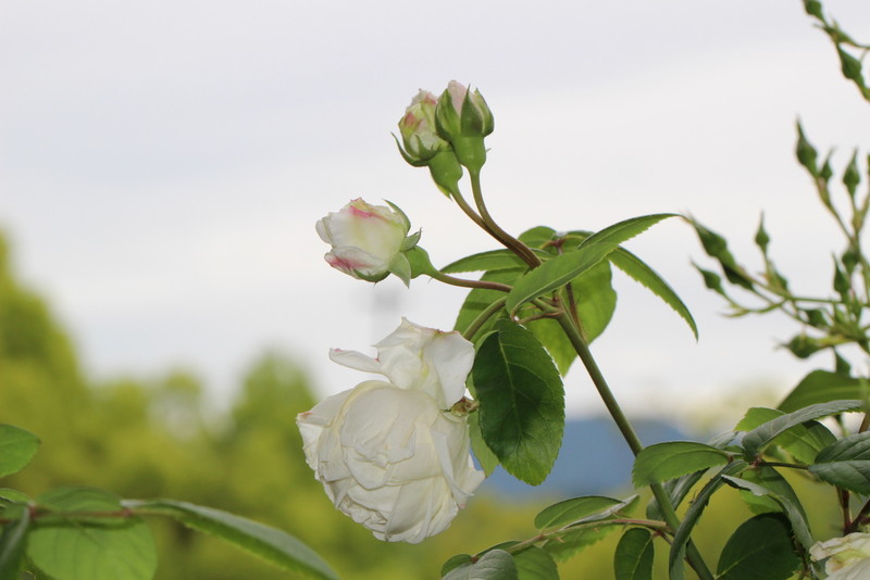 f:id:mimozaai:20180508154214j:plain