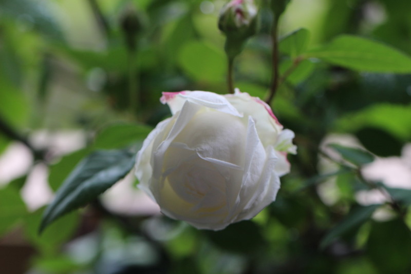 f:id:mimozaai:20180508154228j:plain