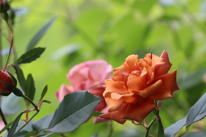 f:id:mimozaai:20180508154239j:plain