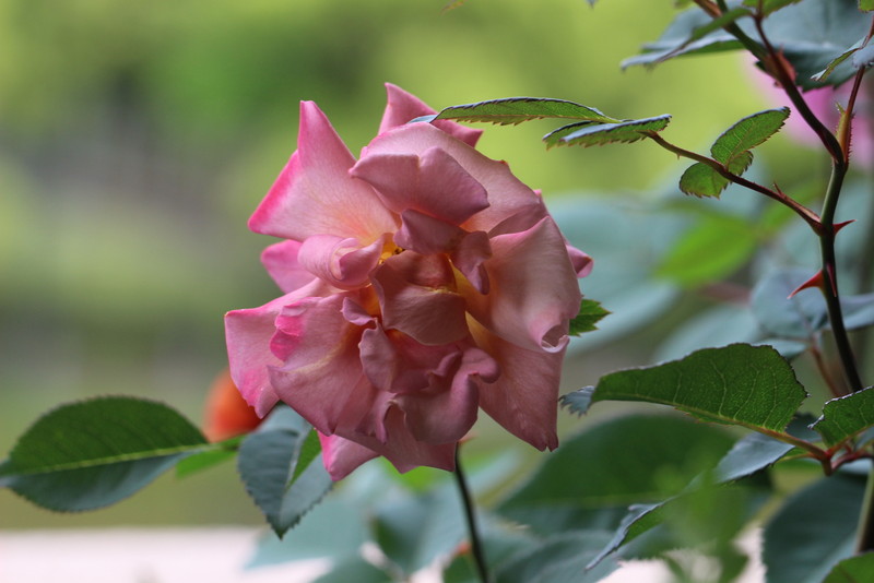 f:id:mimozaai:20180508154252j:plain