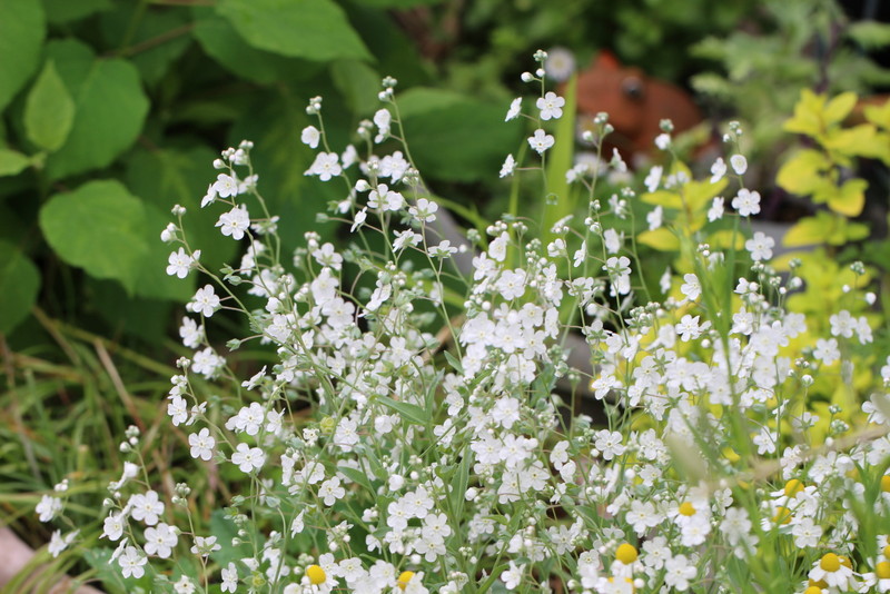 f:id:mimozaai:20180508193636j:plain