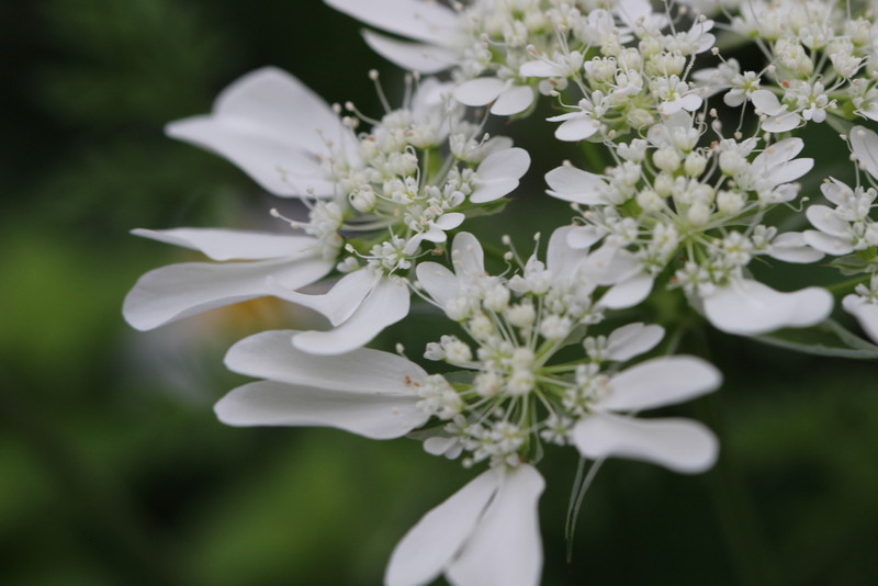 f:id:mimozaai:20180508193649j:plain