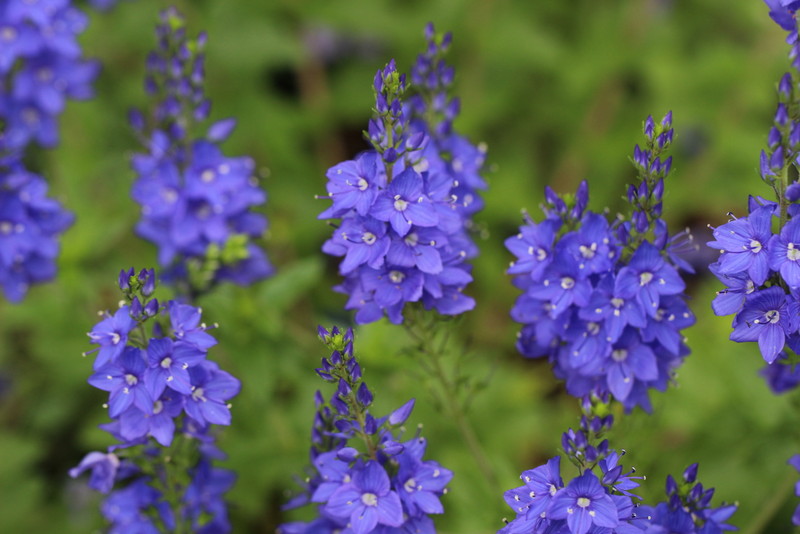 f:id:mimozaai:20180508193722j:plain