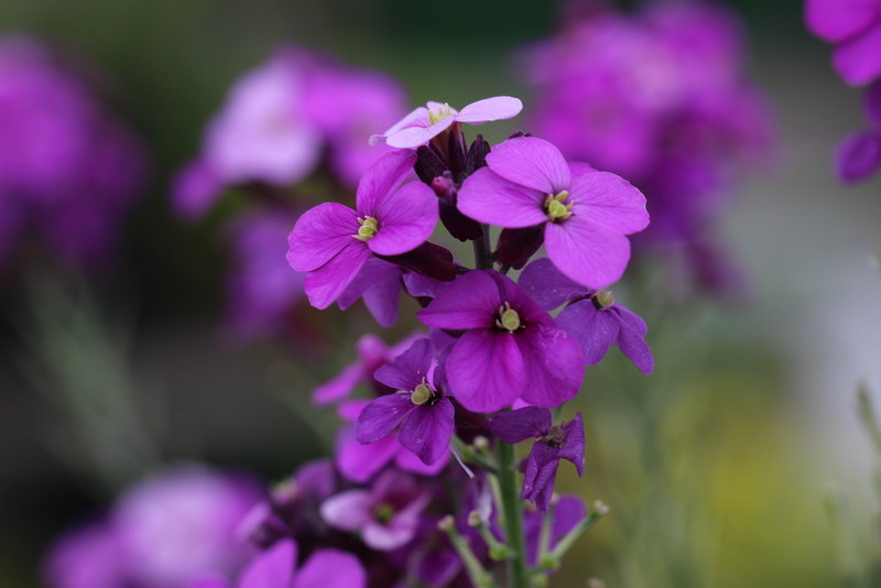 f:id:mimozaai:20180508193757j:plain