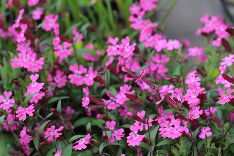 f:id:mimozaai:20180508193921j:plain