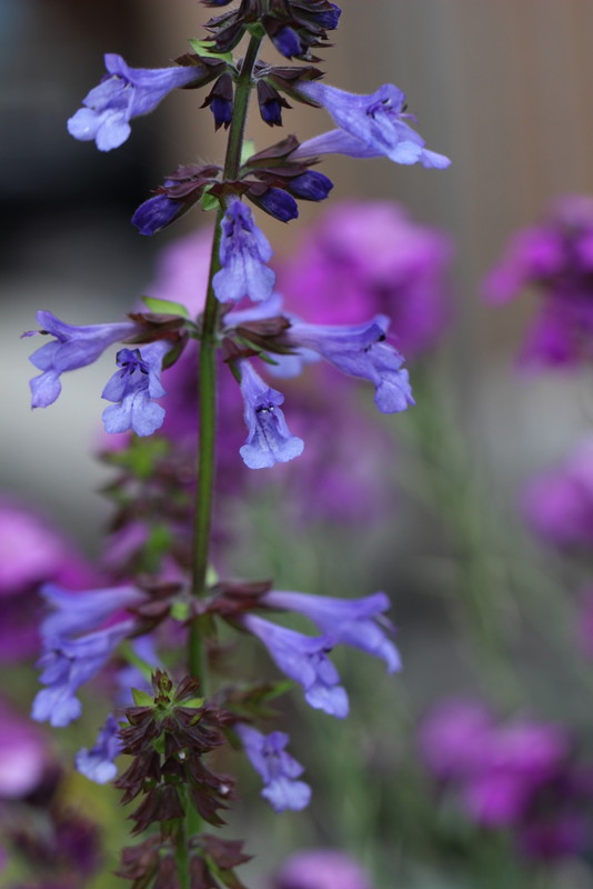 f:id:mimozaai:20180508193951j:plain