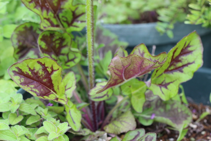 f:id:mimozaai:20180508194024j:plain