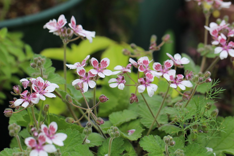 f:id:mimozaai:20180508194103j:plain