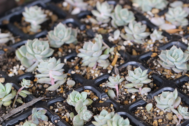 f:id:mimozaai:20180508194341j:plain