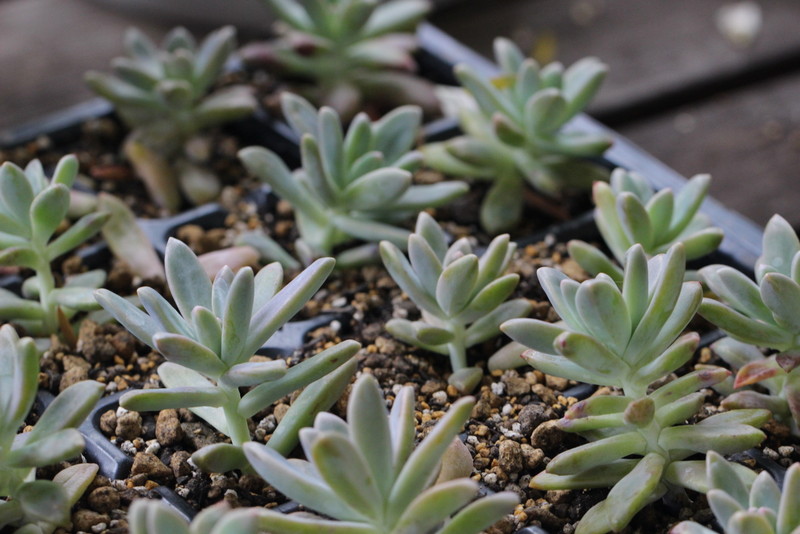 f:id:mimozaai:20180508194418j:plain